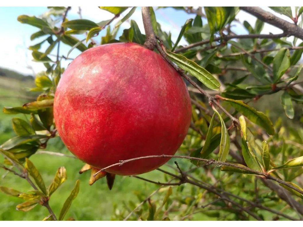 Punica granatum ´Kirmiz-Kabukh´ (Kamesz / Kermez) - hardy pomegranate /MEGANEWS
