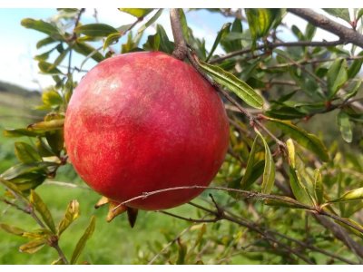 Punica granatum ´Kirmiz-Kabukh´ (Kamesz / Kermez) - hardy pomegranate /MEGANEWS