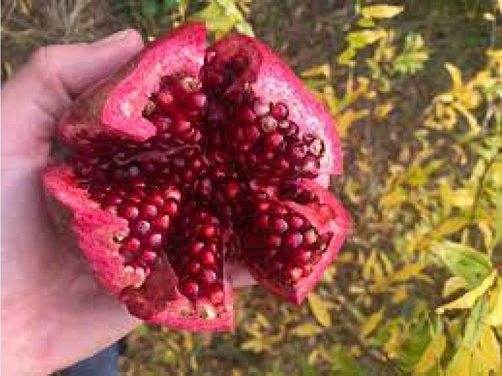 Punica granatum ´Sándor´ - hardy pomegranate /BIG FRUIT