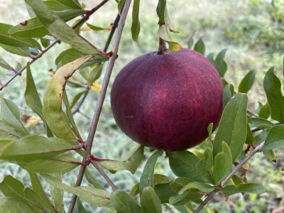 Punica granatum ´Portugal´ - hardy pomegranate /MEGANEWS/