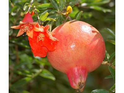 Punica granatum ´Favorite´ - hardy pomegranate