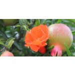 Punica granatum ´Favorite´ - hardy pomegranate