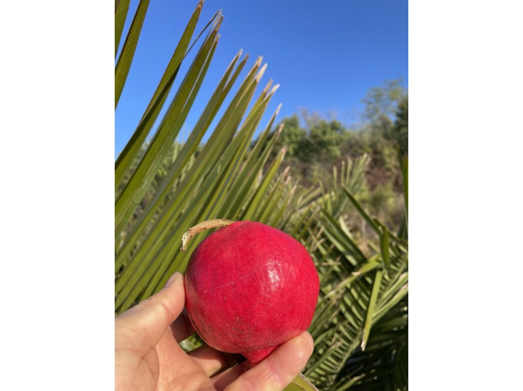Punica granatum ´Örmény´ - hardy pomegranate /MEGANEWS