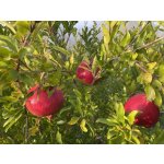 Punica granatum ´Örmény´ - hardy pomegranate /MEGANEWS