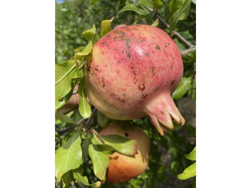 Punica granatum ´Suhr Anor´ - hardy pomegranate /MEGANEWS